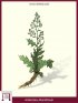 Echter Wermut (Artemisia Absinthium)