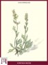 Genepì male or black (Artemisia Genipi)