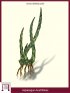 Wild Asparagus (Asparagus Acutifolius)