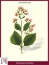 China Rossa (Cinchona Succirubra)
