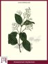 Ceylon-Zimtbaum (Cinnamomum Zeylanicum)
