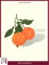 Pomeranze, Bitterorange (Citrus Aurantium)