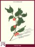 Cornelian cherry, European cornel (Cornus Mas)
