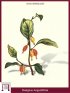 Schmalblättrige Ölweide (Elaegnus Angustifolia)