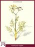 Florence fennel or Finocchio (Foeniculum Vulgare)
