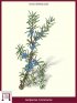 Gemeine Wacholder (Juniperus Communis)