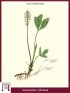 Trifoglio Fibrino, Trifoglio d'Acqua (Menyanthes Trifoliata)