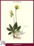 Cowslip, Common Cowslip (Primula Veris)