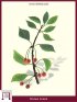 Vogel-Kirsche (Prunus Avium)