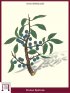 Schlehdorn, Schlehendorn (Prunus Spinosa)
