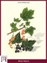 Ribes Nero (Ribes Nigrum)