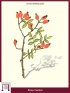 Rosa Selvatica (Rosa Canina)