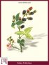 Mittelmeer-Brombeere, Ulmenblatt-Brombeere (Rubus Fruticosus)