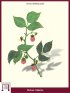 Himbeere (Rubus Idaeus)