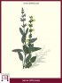 Salvia, Erba sacra (Salvia Officinalis)