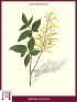 Wald-Geißbart (Spiraea Aruncus)