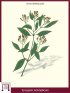 Gewürznelken-Baum, Gewürznelken (Syzygium Aromaticum)
