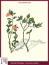 Heidelbeere, Preiselbeere, Kronsbeere (Vaccinium Myrtillus)