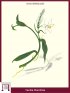 Vaniglia (Vanilla Planifolia)