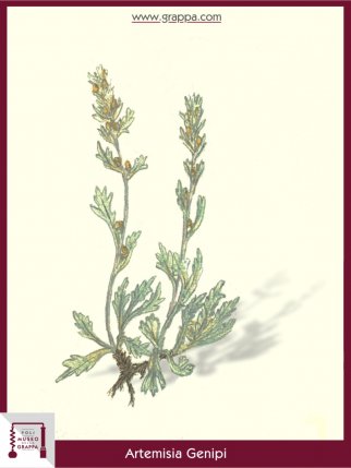 Schwarze Edelraute oder Schwazraute (Artemisia Genipi)