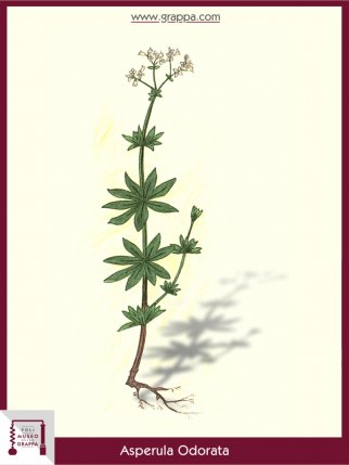 Waldmeister oder Wohlriechendes Labkraut (Asperula Odorata)