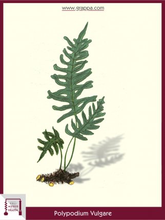 Der Gewöhnliche Tüpfelfarn, Engelsüß (Polypodium Vulgare)