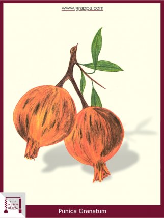 Granatapfel (Punica Granatum)