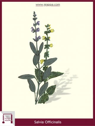 Klebriger Salbei (Salvia Officinalis)