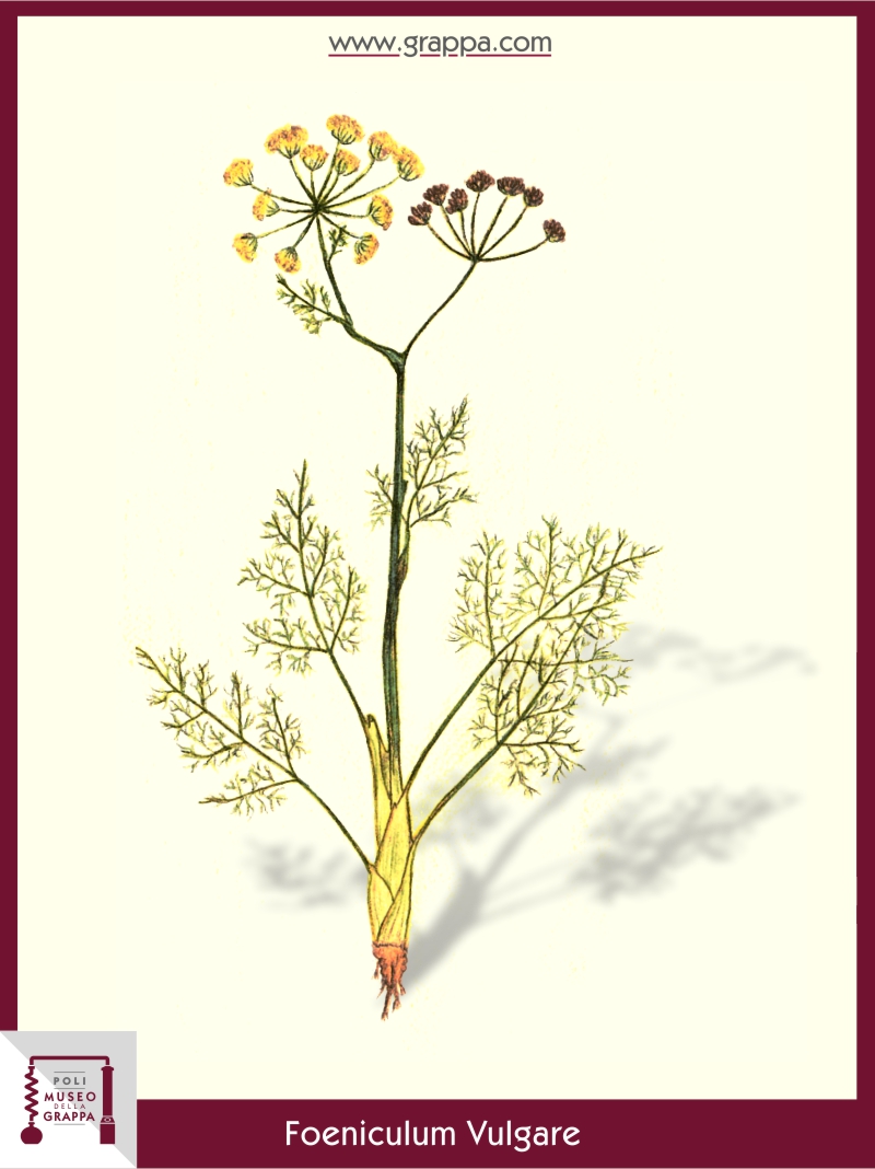 Fennel dispels the 