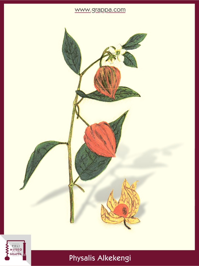 Lampionblume: ein süßer Fruchtlikör